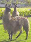 llama2.jpg